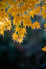 autumn leaves on the tree