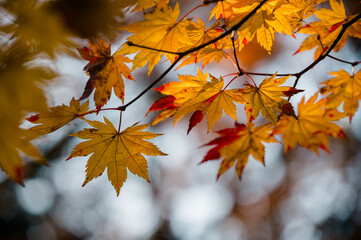 autumn maple leaves
