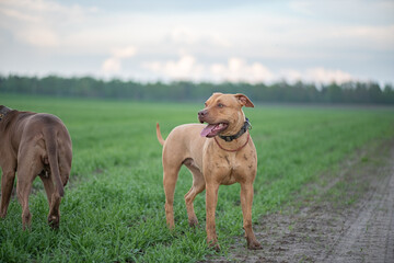 American Pit Bull Terrier plays outdoors.