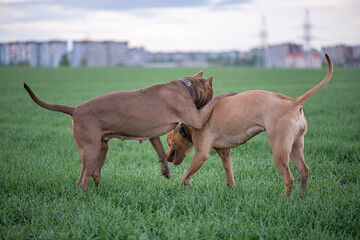American Pit Bull Terrier plays outdoors.