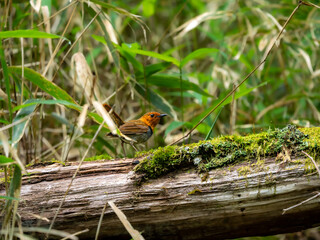 森の中で倒木の上に留まっているコマドリの雄