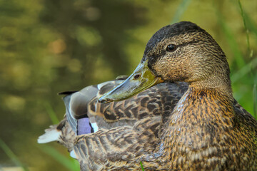 Mallard duck - adults and juveniles in a park pond