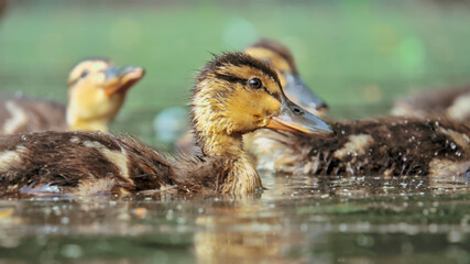 Mallard duck - adults and juveniles in a park pond © Aleksander
