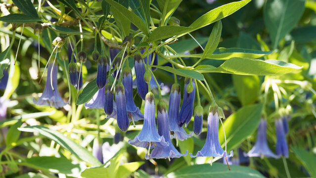 Floraison spectaculaire d'arbrisseau acnistus austalis ou eriolarynx australis &agrave; fleurs bleues tubulaires pendantes en forme de cloches dans un feuillage vert