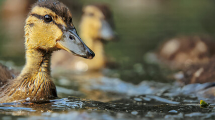 Mallard duck - adults and juveniles in a park pond © Aleksander