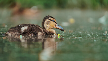 Mallard duck - adults and juveniles in a park pond
