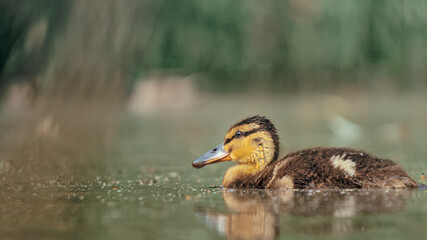 Mallard duck - adults and juveniles in a park pond
