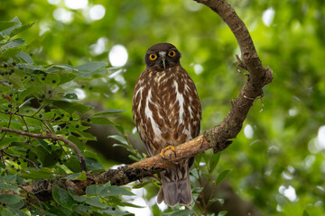 静かに見つめるアオバズク