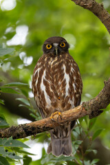 巣を監視するアオバズク