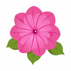 Pink Seraphina petunia flower vector illustration on white background