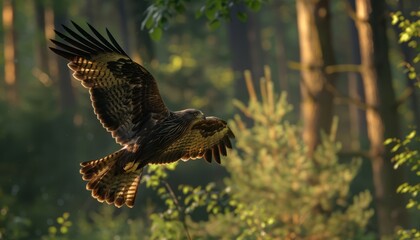 Fototapeta premium Morning Flight: The Graceful Black Kite Soaring in Germany - ar 7:4