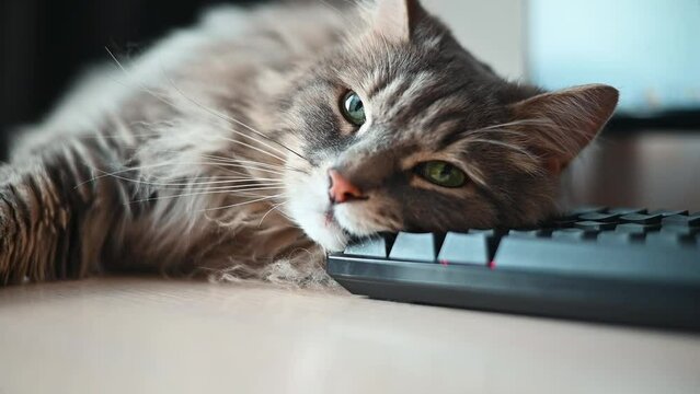 Close up of tired cat lying on keyboard, sleepy fluffy pet