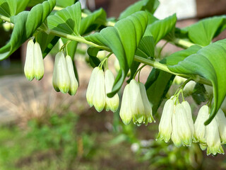 White flowers of Solomon Seal in full blossom, home gardening concept, macro shooting