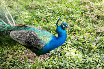 Fototapeta premium male blue peacock walks on the grass