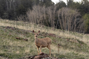 Mule Deer at Dusk