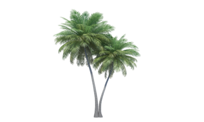 Coconut Palm 3d render alpha channel no background