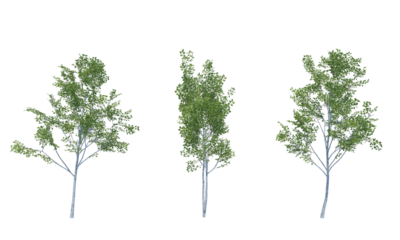 Paper Birch 3d render alpha channel no background
