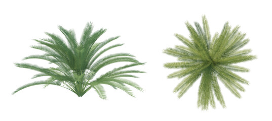 Date Palm 3d render alpha channel no background
