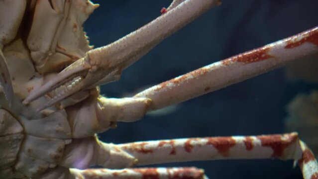 Close up motion shot low angle of  alaskan king crab taraba sea creature details in claws and legs red pattern