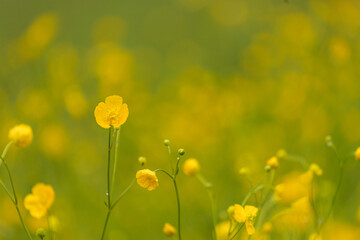 Field of yellow dandelions