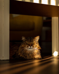 Brown Cat Sitting sun spot