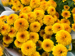 yellow chrysanthemums.  natural flower background
