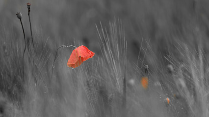 Beautiful red poppy flower in the field with desaturated natural backdrop. Limited focus and small...