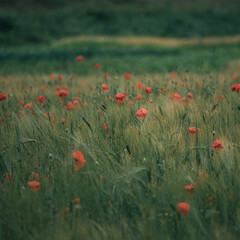Red poppies dot a sea of green wheat, creating a vibrant contrast that captures the essence of summer's beauty. Nature, beauty backdrop. Square image. 
