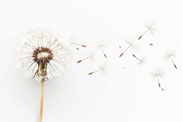 Dandelion seeds dispersing in wind