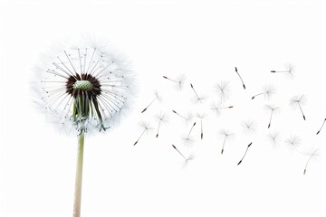 Dandelion blowing wind white background