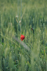 A flower of a beautiful red wild poppy in a field of wheat. Vertical image. individuality,...
