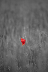 Beautiful wild red poppy flower in a field of a wheat. Desaturated gray backdrop. Natural,...