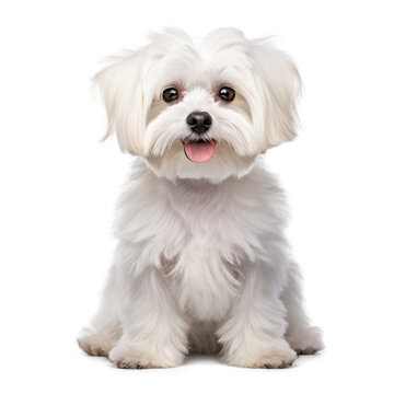 maltese dog isolated on white
