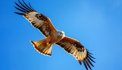 Red Kite Soaring in the Scandinavian Sky: A Majestic Bird of Prey in Southern Sweden