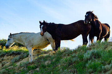 Wild mustang horses on the prairie, Theodore Roosevelt National Park, North Dakota, USA