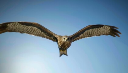 Fototapeta premium Graceful Black Eared Kite Soaring Over Akashi