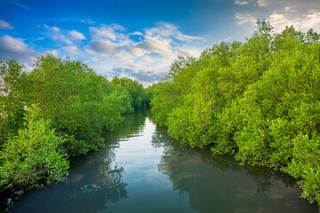 mangrove forest,The mangrove biome, often called the mangrove forest or mangal, is a distinct...
