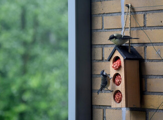 Two great tits, Parus major, an adult and an youthling, sitting on a house shaped bird feeder on a balcony, eating peanuts. 