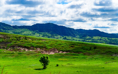 Fototapeta premium Lone tree on lush green landscape, Little Missouri State Park
