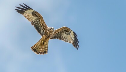Fototapeta premium Flight of the Black-Eared Kite: Capturing the Grace of Akashi, Japan in April 2023