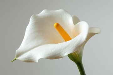 White flower with yellow stamen