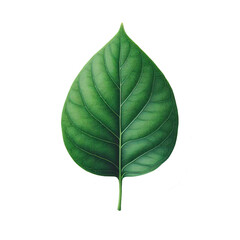 Green leaf isolated on transparent background