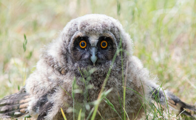 great grey owl
