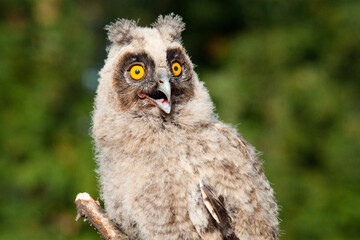 great owl
