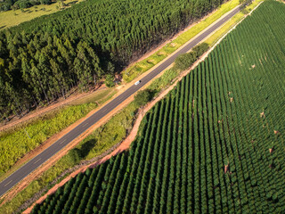Aerial view of a Eucalyptus plantation crossed by a paved local road in Brazil
