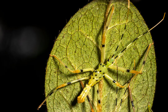Pale Green Assassin Bug (Zelus luridus) sitting on leaf waiting for prey in Brazil