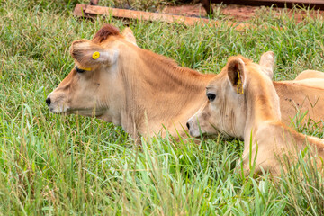 Calf and heifer of the Jersey dairy breed on a dairy farm in Brazil