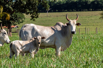 Herd of Nelore cattle grazing in a pasture on the brazilian ranch