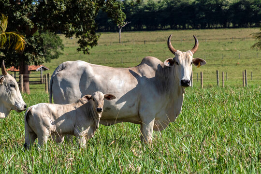 Herd of Nelore cattle grazing in a pasture on the brazilian ranch