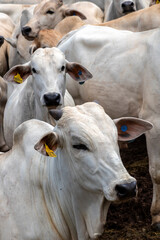 Herd of Nelore cattle grazing in a pasture on the brazilian ranch
